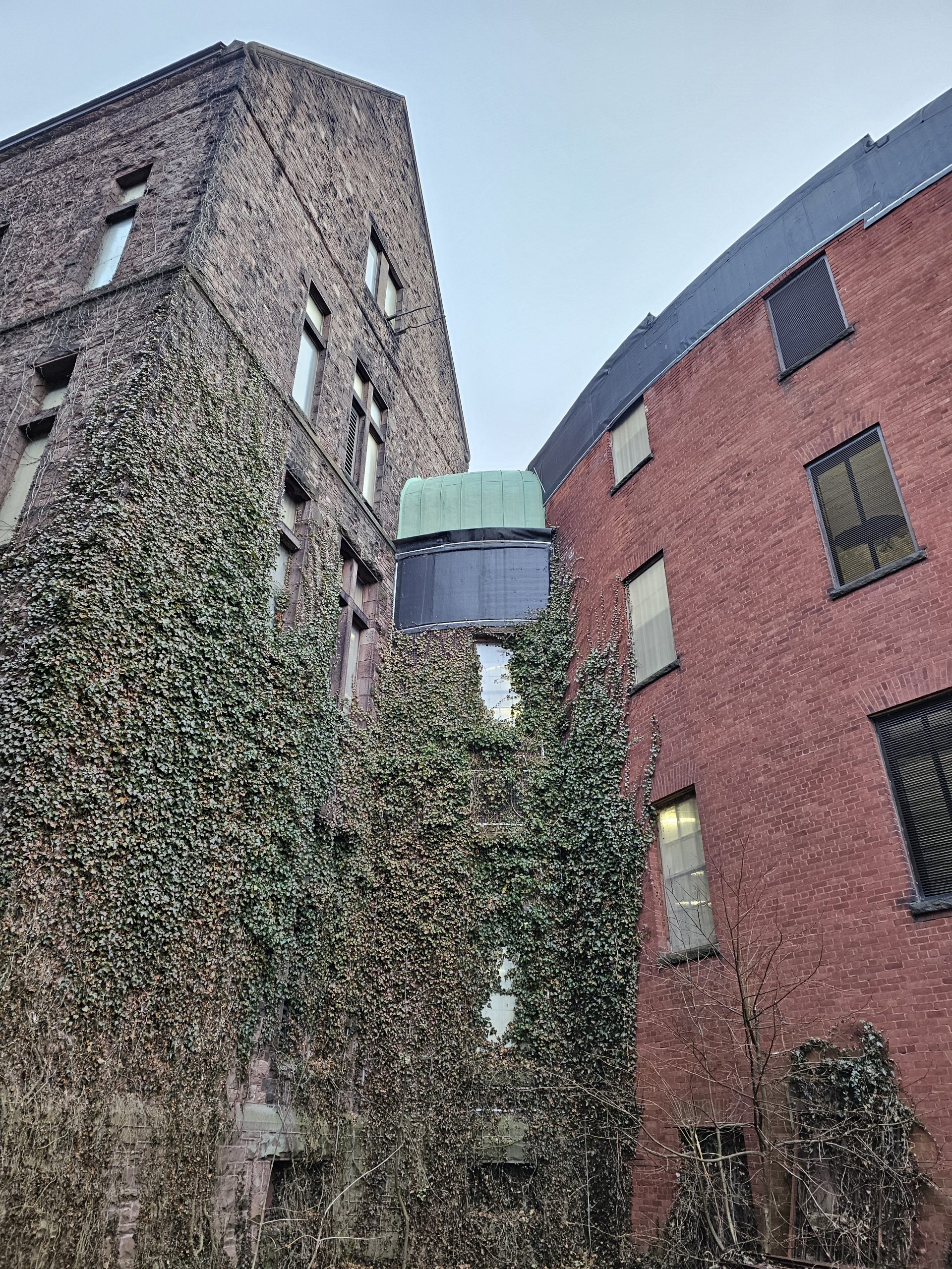 Vines on Asylum