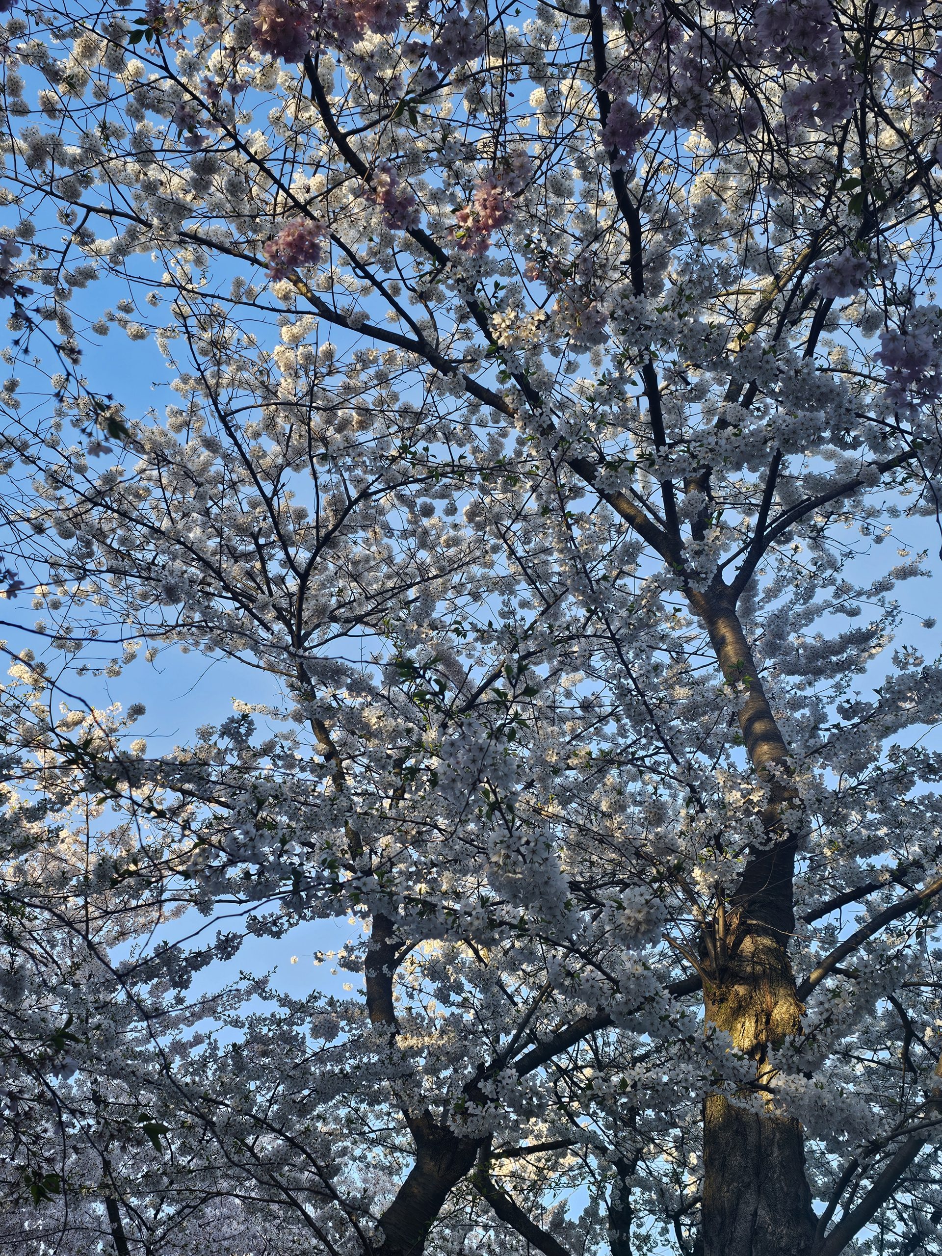 Blossoms