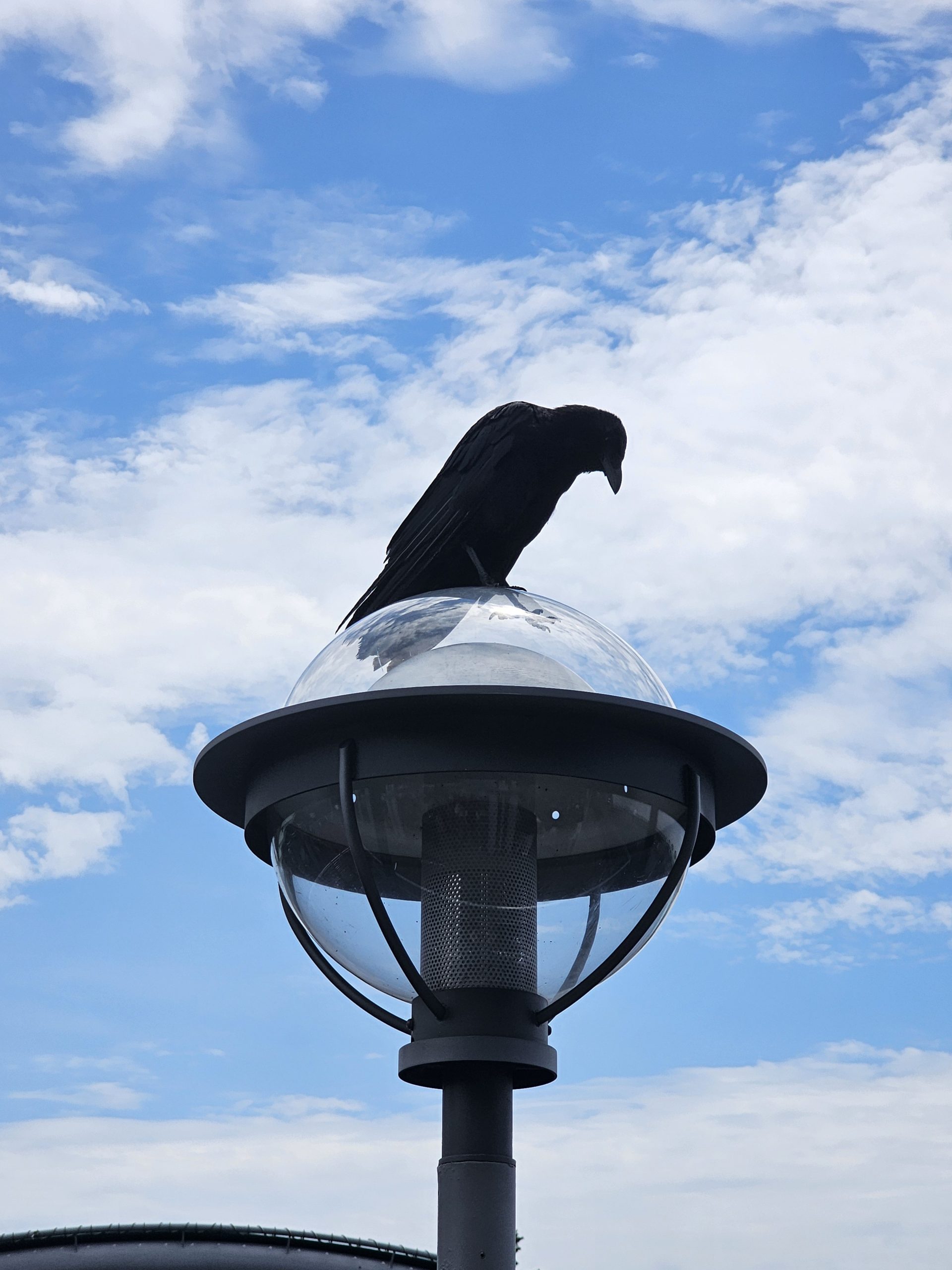 Tokyo Crow