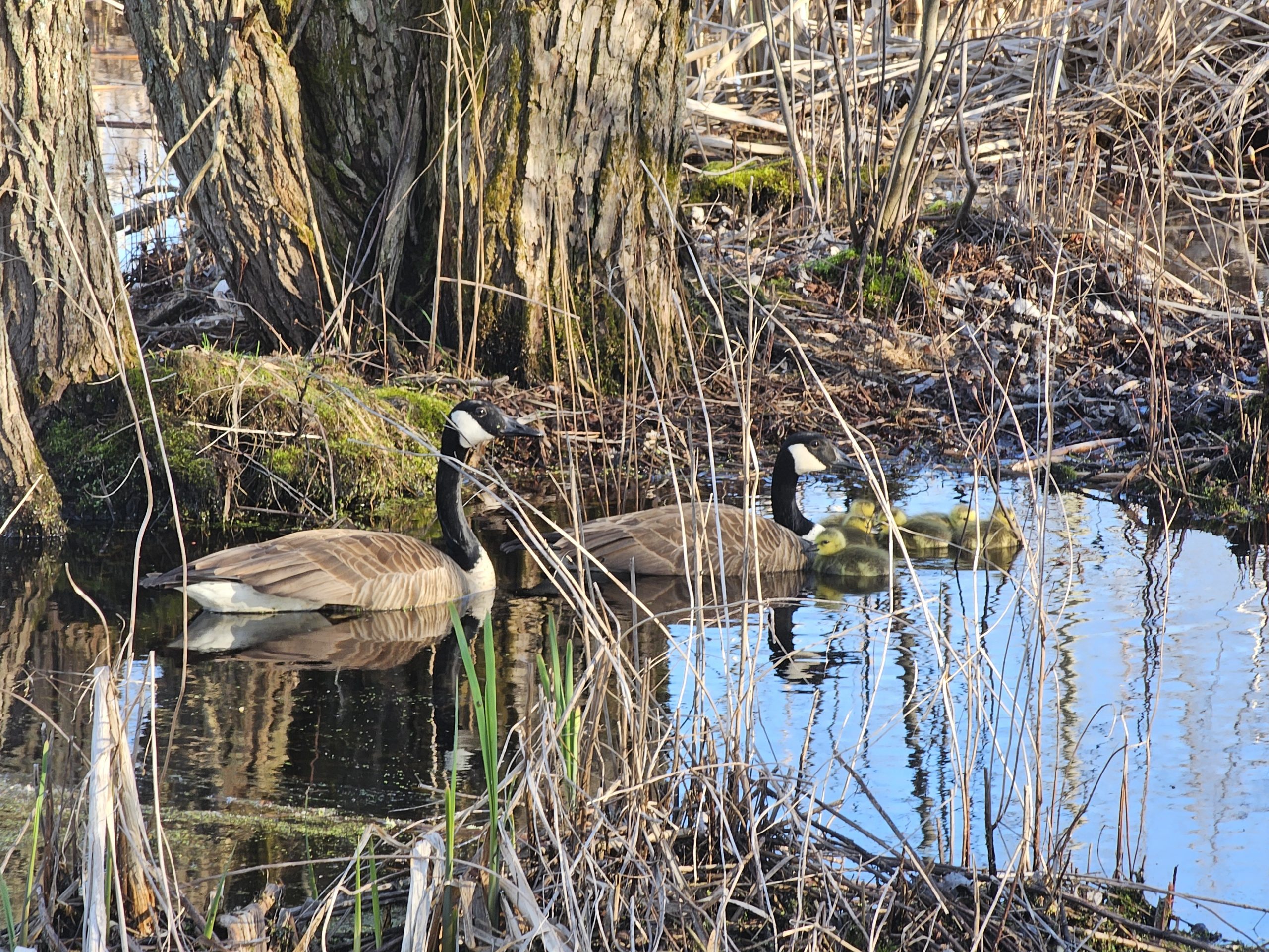 Geese